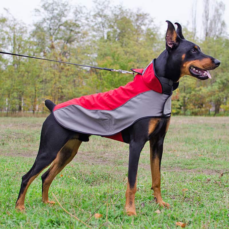 Нейлоновая шлейка дождевик для добермана «Raincoat Cape»